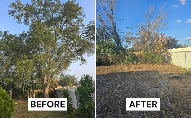 Tree Removal