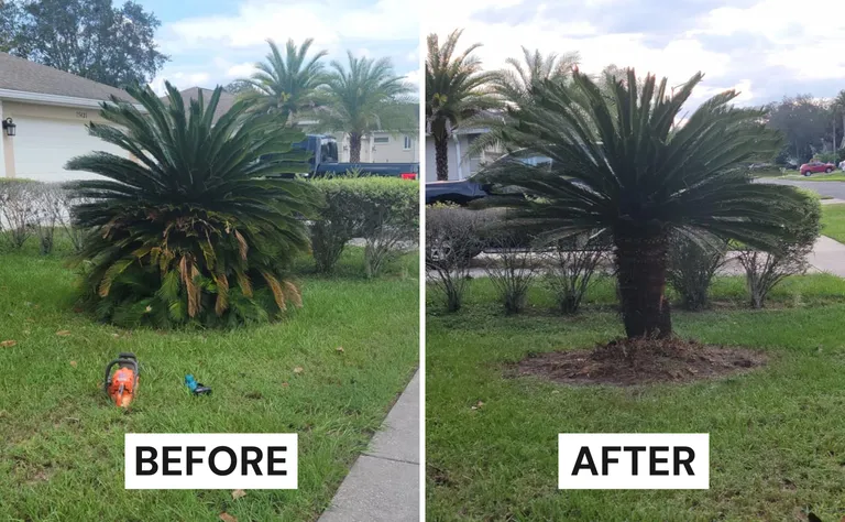 Tree Trimming